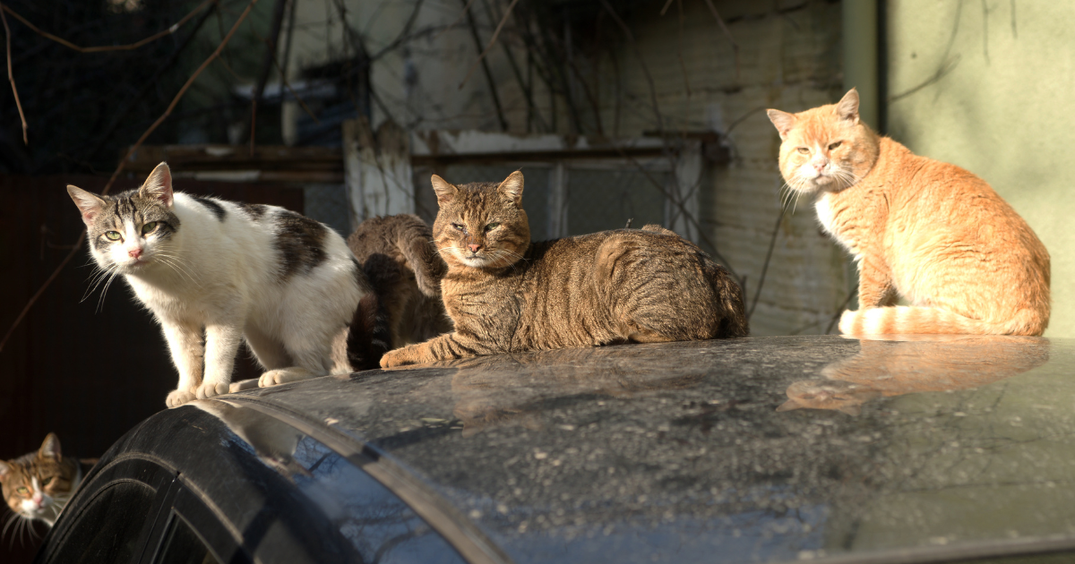 cats on top car
