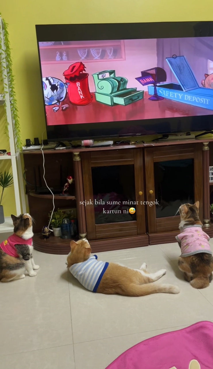 Cats watching cartoon