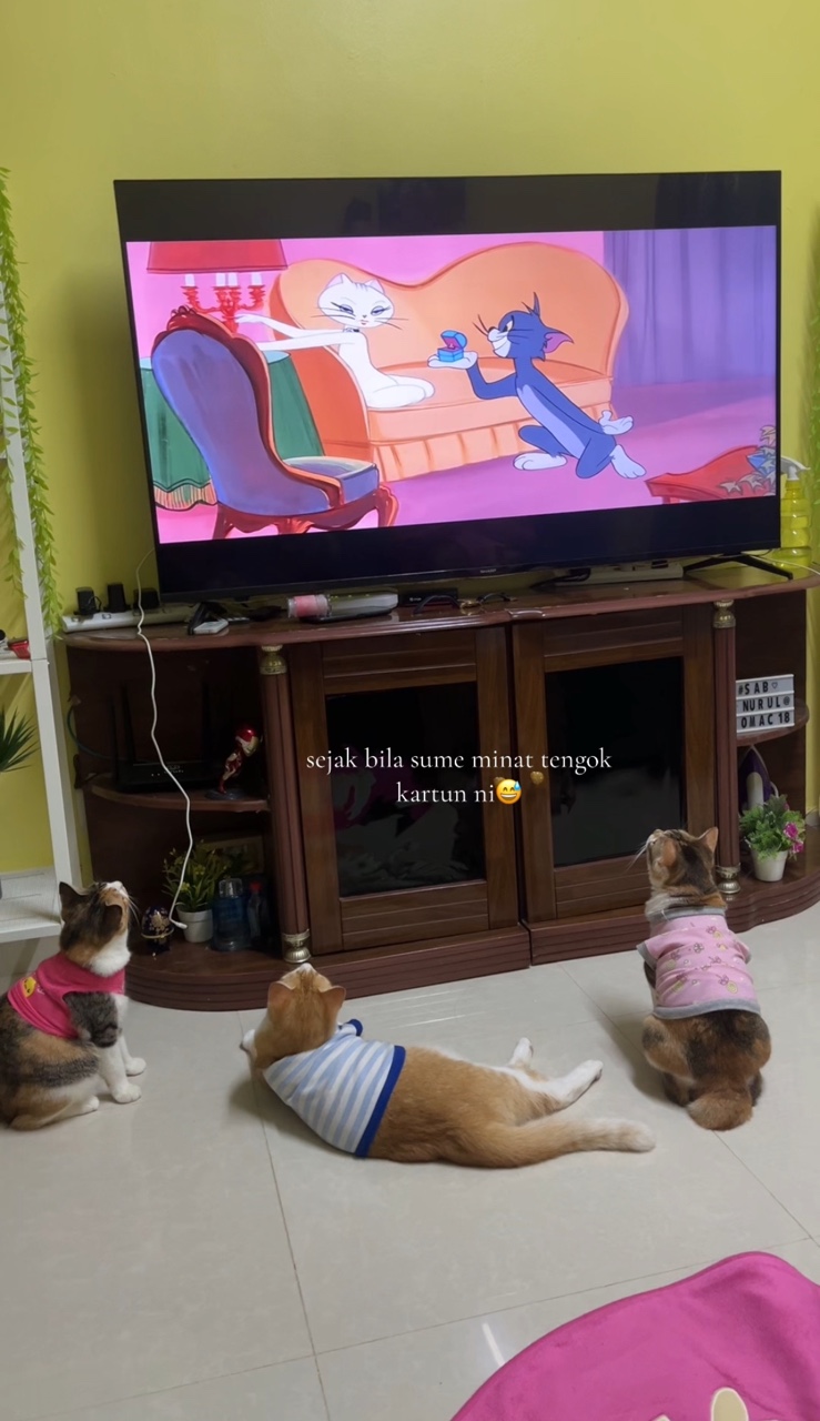 Cats watching tom and jerry