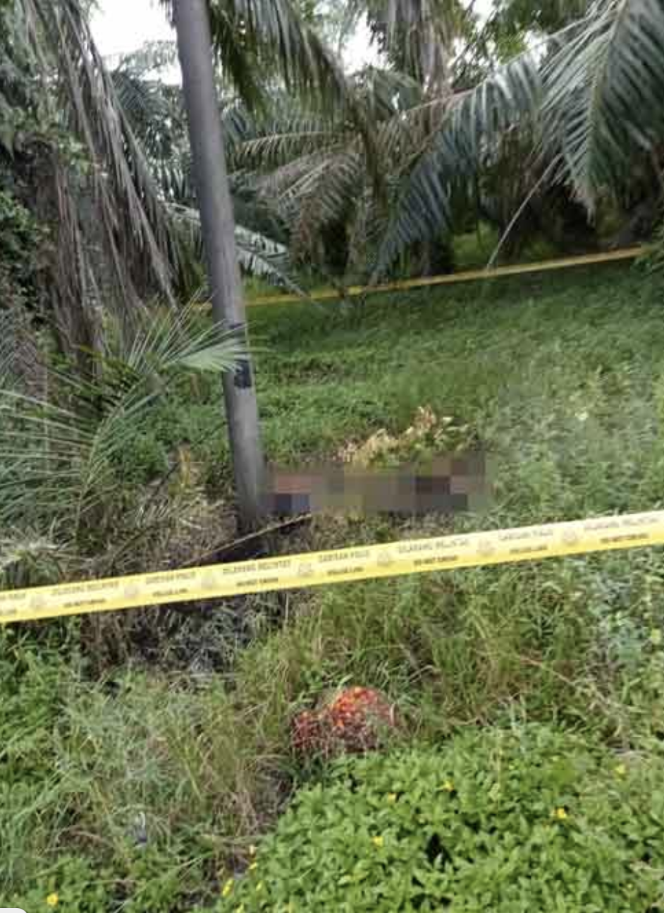 Charred body of m'sian woman found abandoned at palm oil plantation in kl 