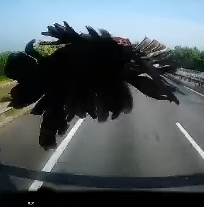 Chicken crash into windshield (3)