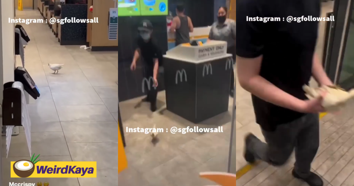 Chicken seen running wildly at mcdonald's outlet in s'pore as staff struggle to catch it | weirdkaya