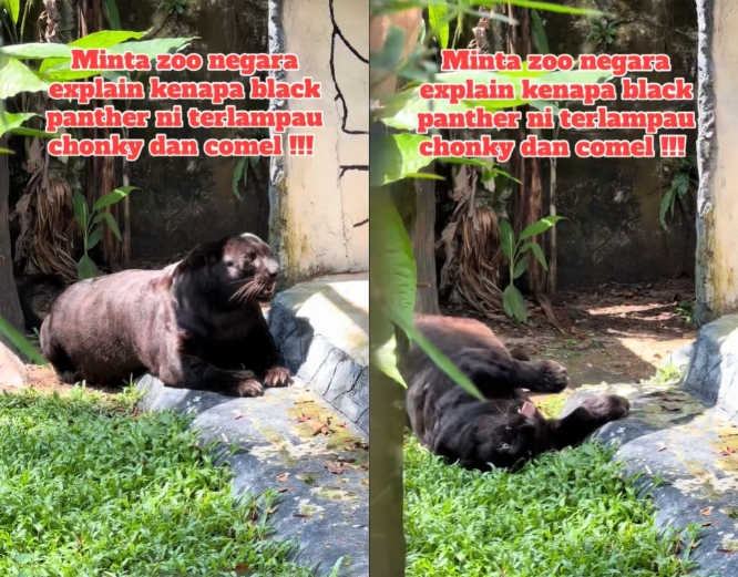 Chonky panther chilling at Zoo Negara