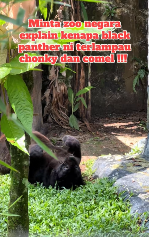 Chonky panther lying on its back