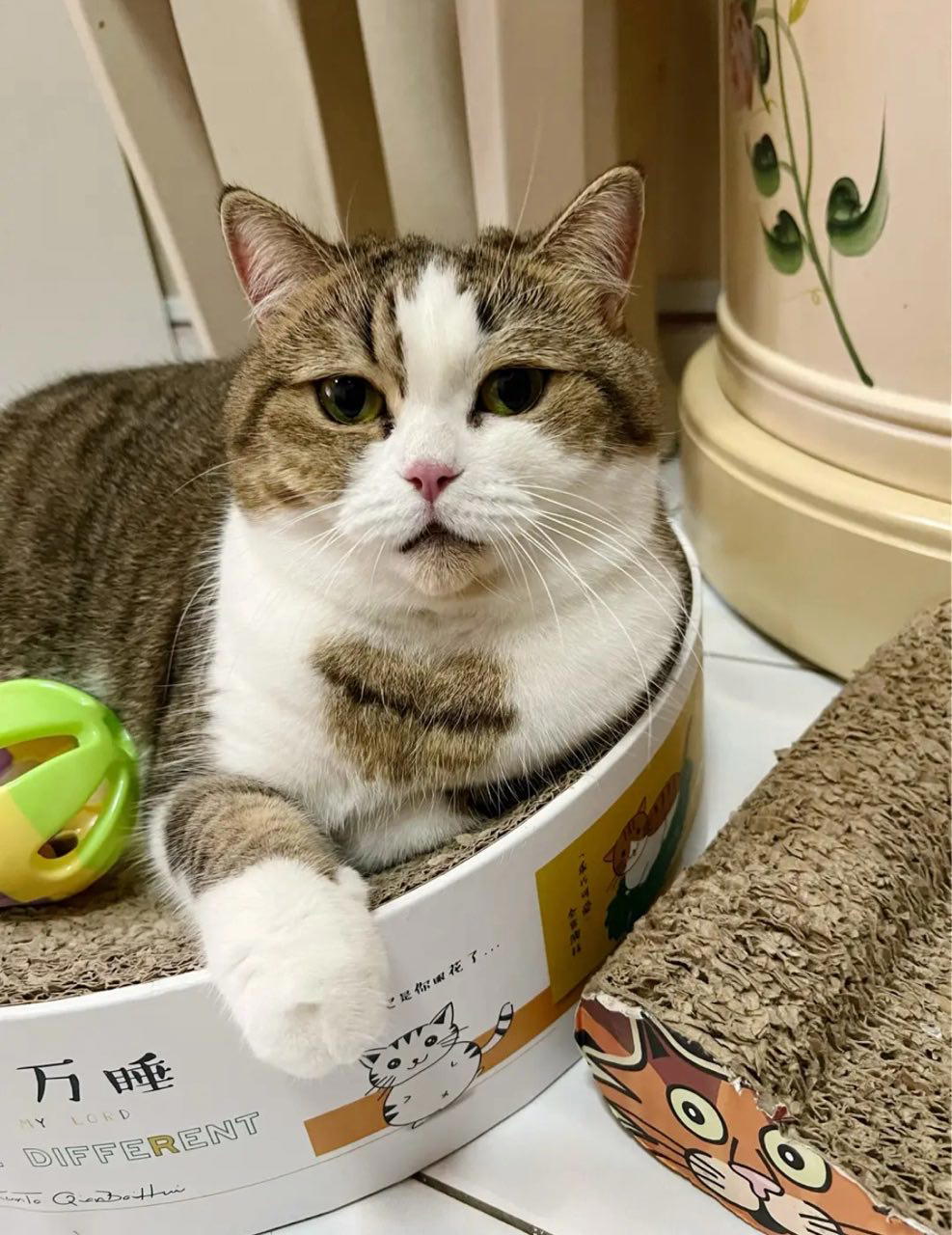 cinta the cat