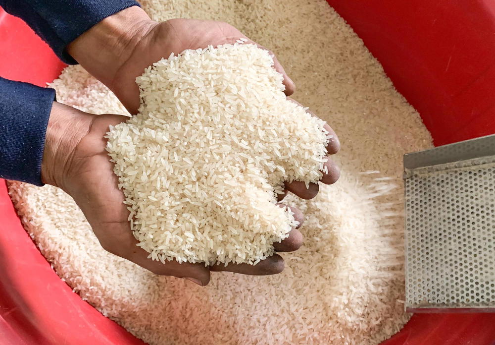 Close-up-raw-jasmine-white-rice-grain