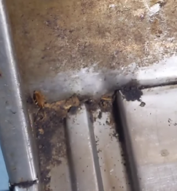 Cockroaches roaming inside a storage