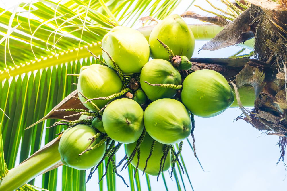 Coconut tree