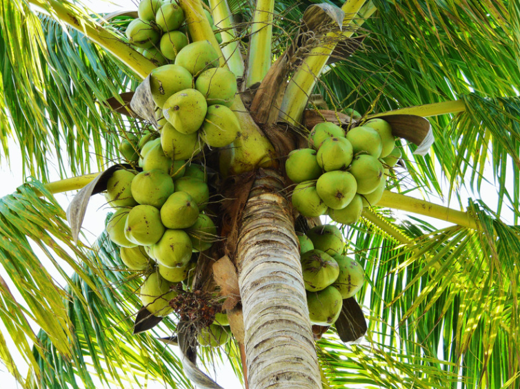 coconut tree