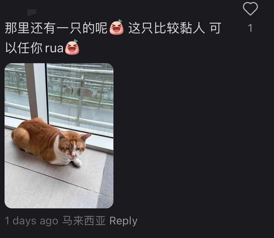 M'sians spot chubby oyen at mrt titiwangsa, acting as station master & giving a cat-titude | weirdkaya