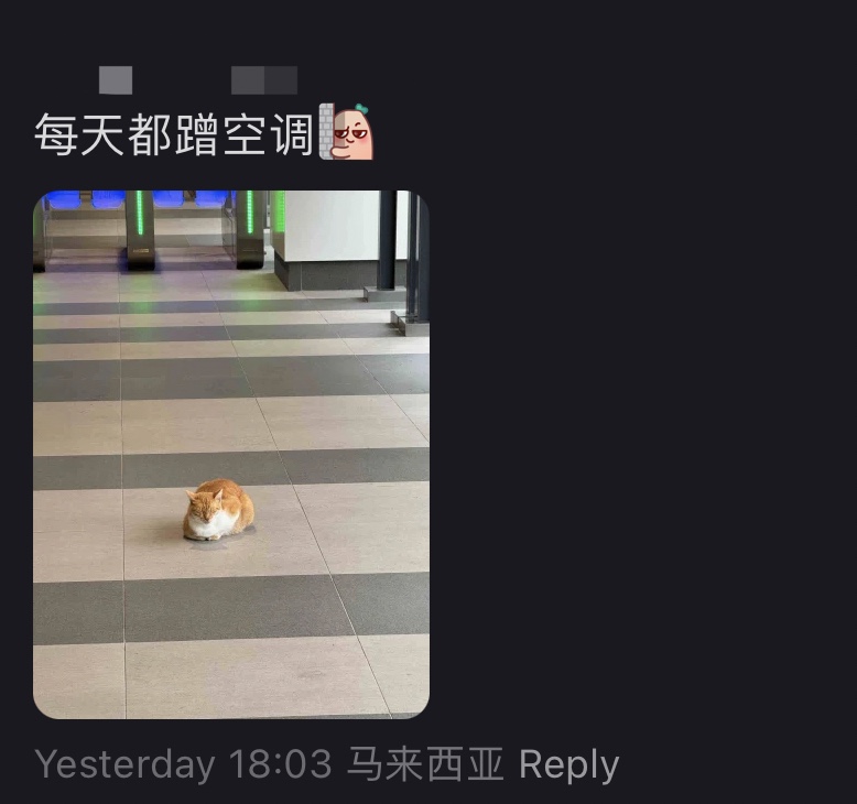 M'sians spot chubby oyen at mrt titiwangsa, acting as station master & giving a cat-titude | weirdkaya