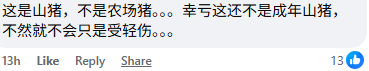 Comment on firefighter catching wild boar (1)