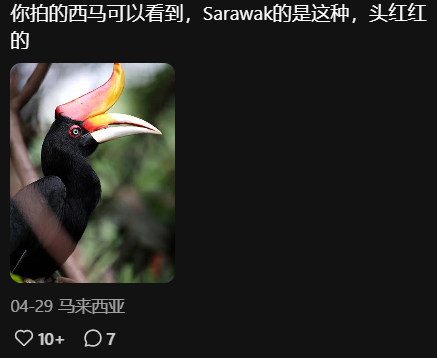 Comment sarawak hornbill