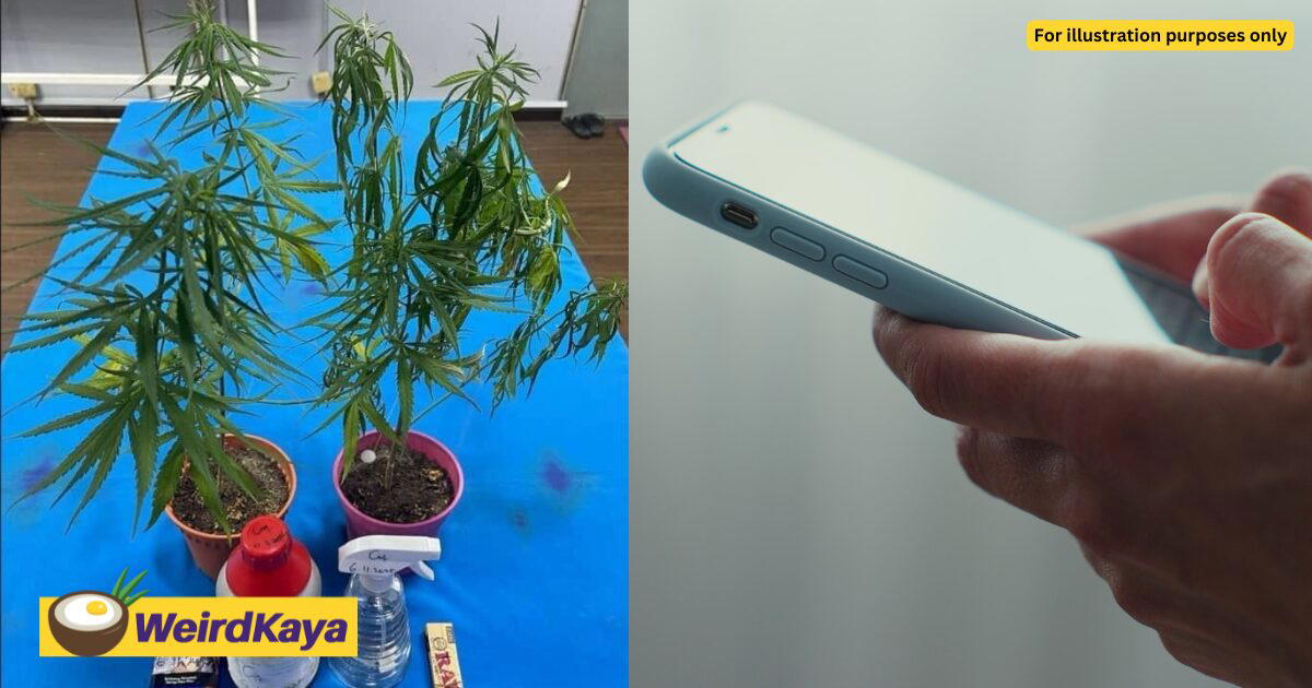 M'sian Couple Allegedly Grow Ganja Plants Inside Condo After Watching DIY Videos On YouTube