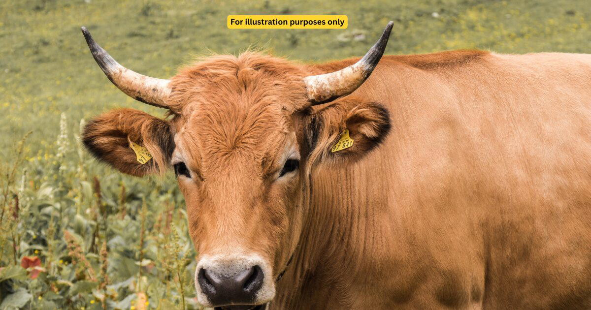 cow