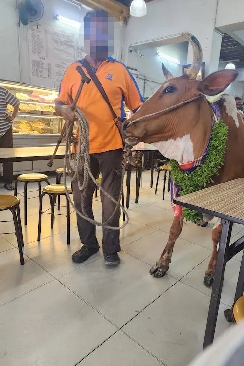 Cow being brought inside banana leaf restaurant in kl