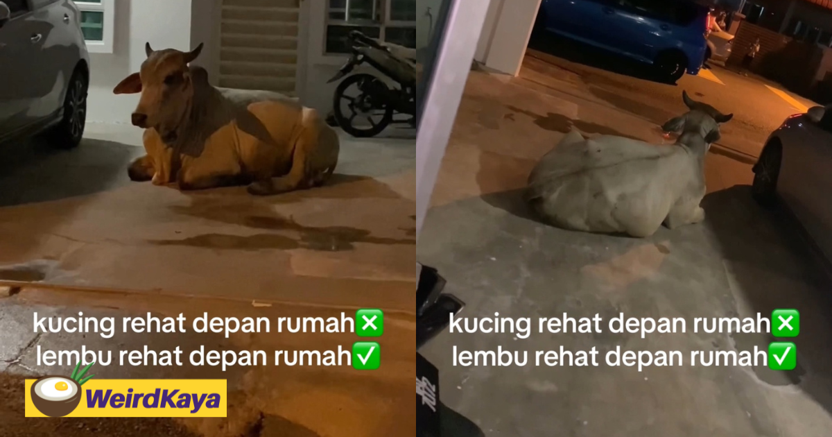 Cow Casually 'Parks' Itself At M'sian Family's Driveway, Leaves Netizens In Stitches