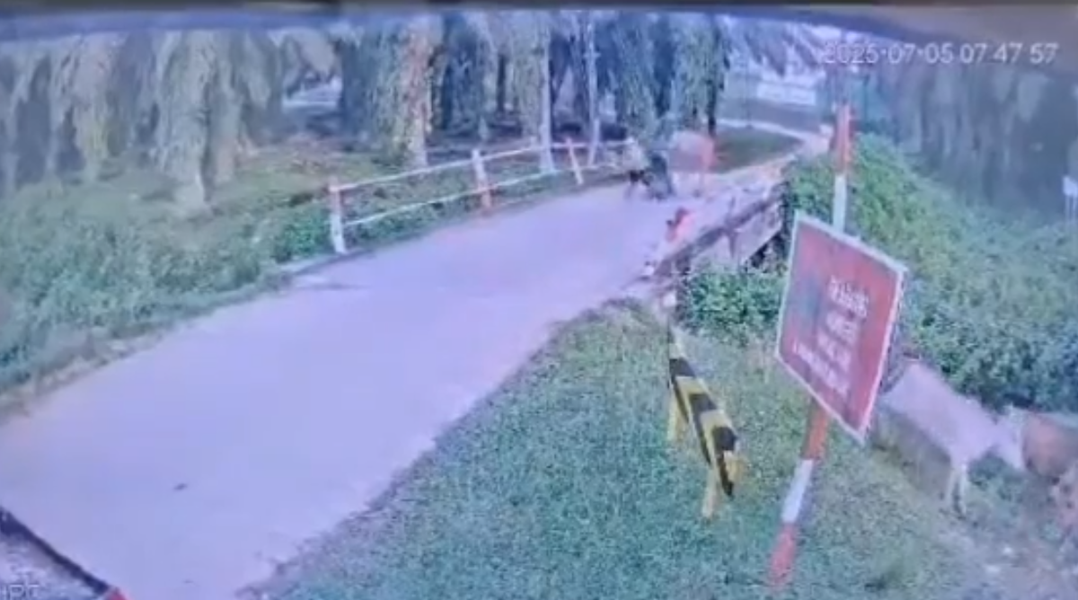 cow kicking a man