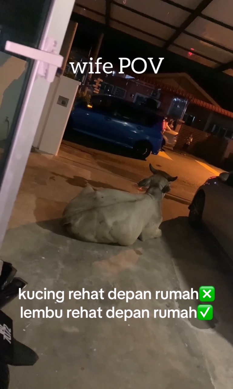 Cow casually 'parks' itself at m'sian family's driveway, leaves netizens in stitches | weirdkaya