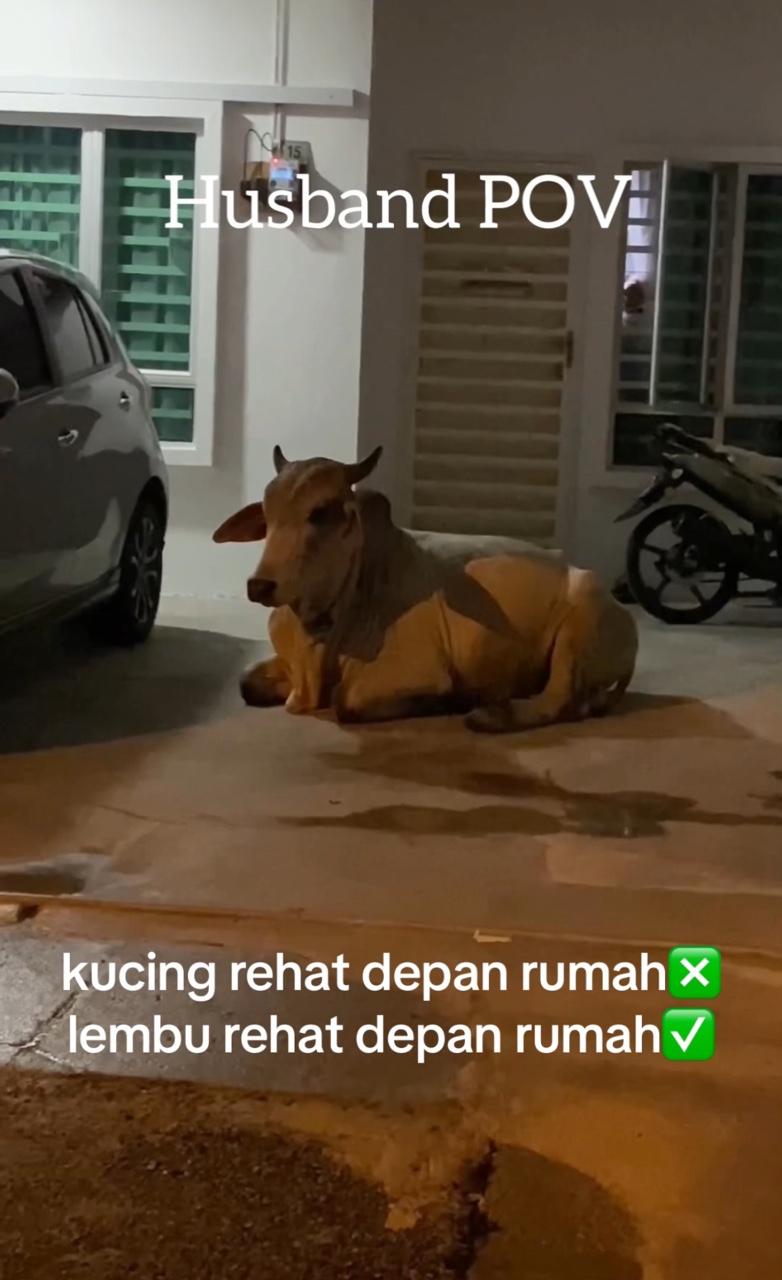 Cow casually 'parks' itself at m'sian family's driveway, leaves netizens in stitches | weirdkaya