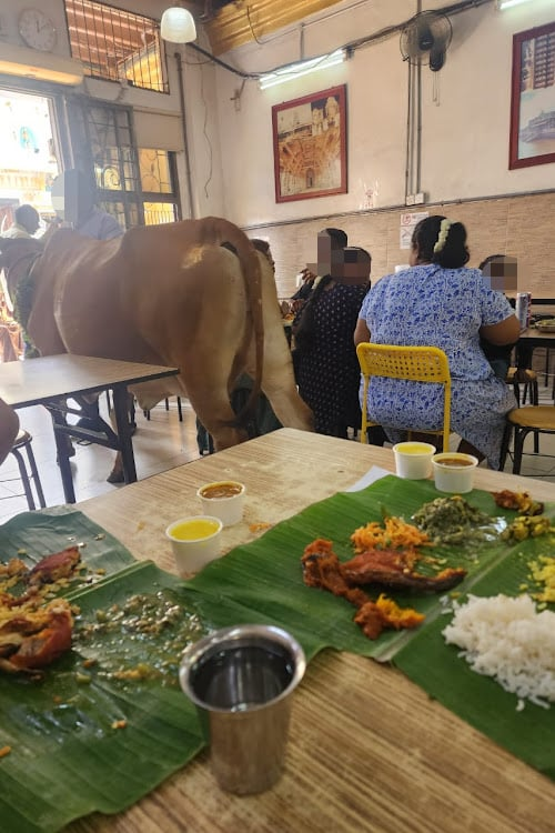 Cow walks inside banana leaf restaurant in kl