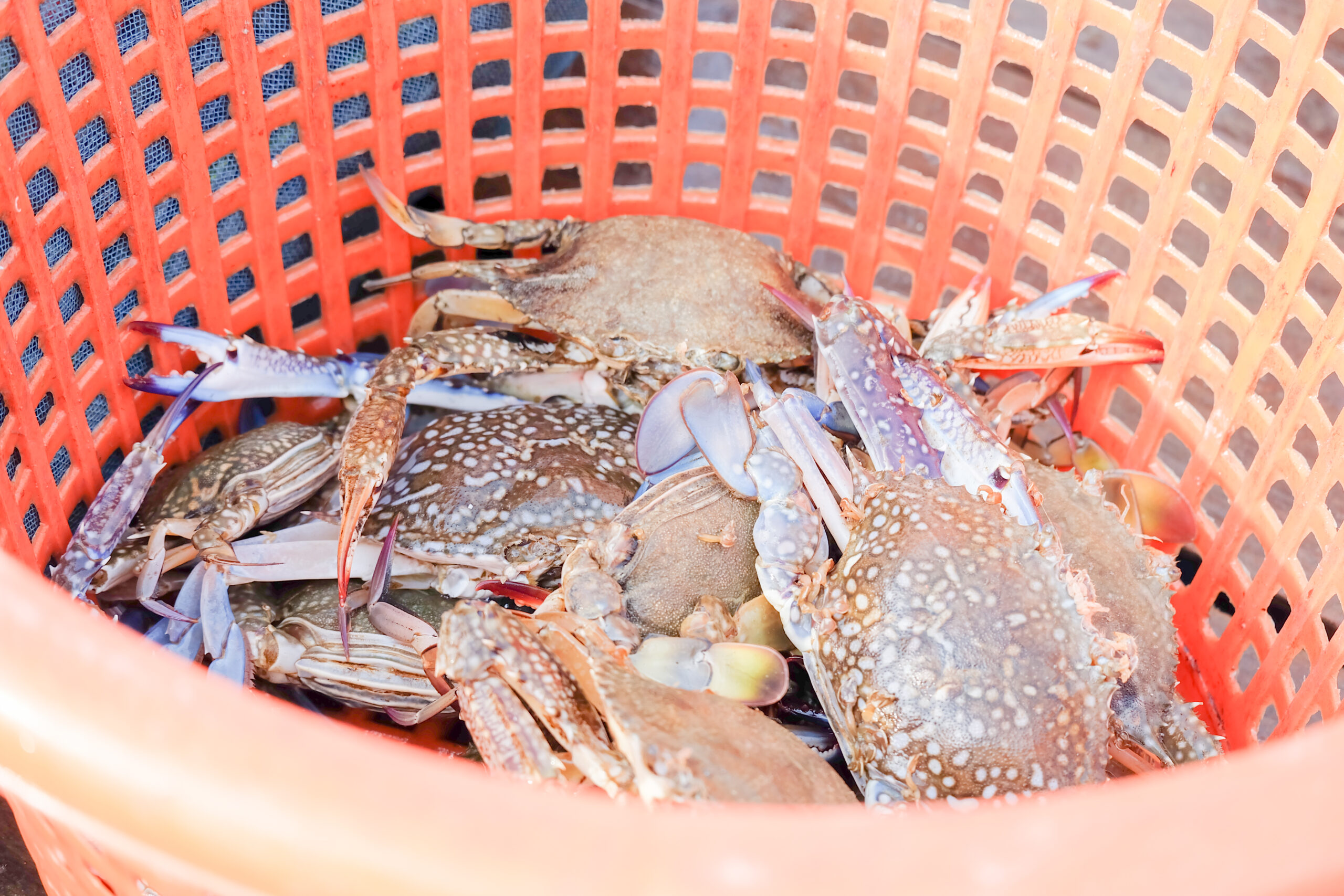 Crabs inside a basket