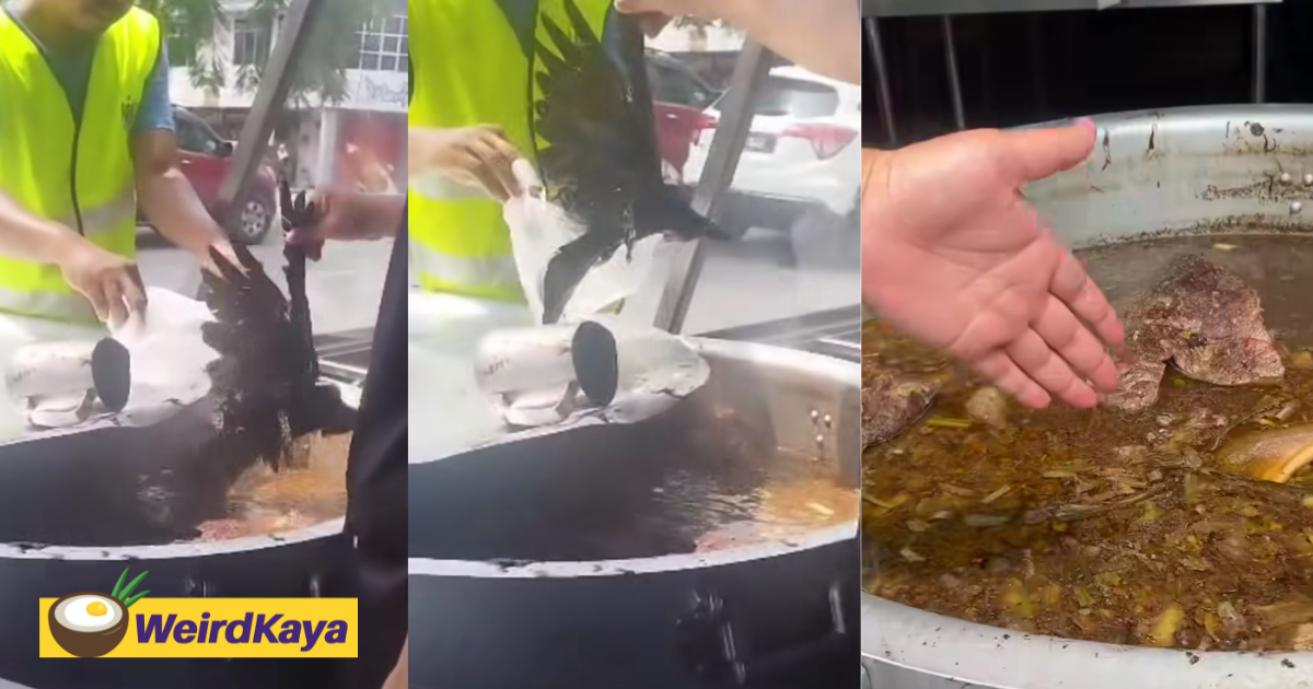 Crow falls into oxtail soup after getting shot in penang, shop suffers rm2k loss | weirdkaya