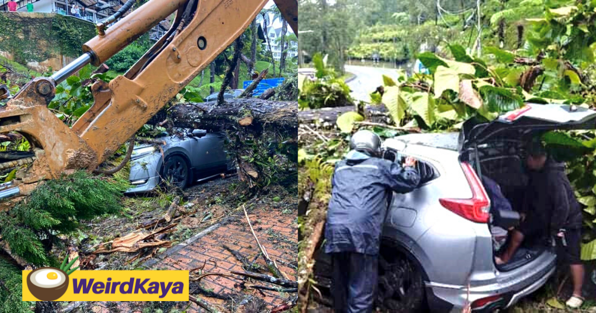 One injured after uprooted tree crushes vehicle following landslides in cameron highlands | weirdkaya