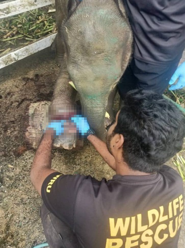 elephant