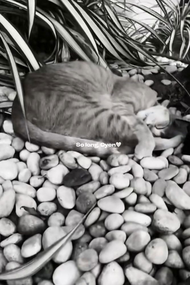 dead oyen