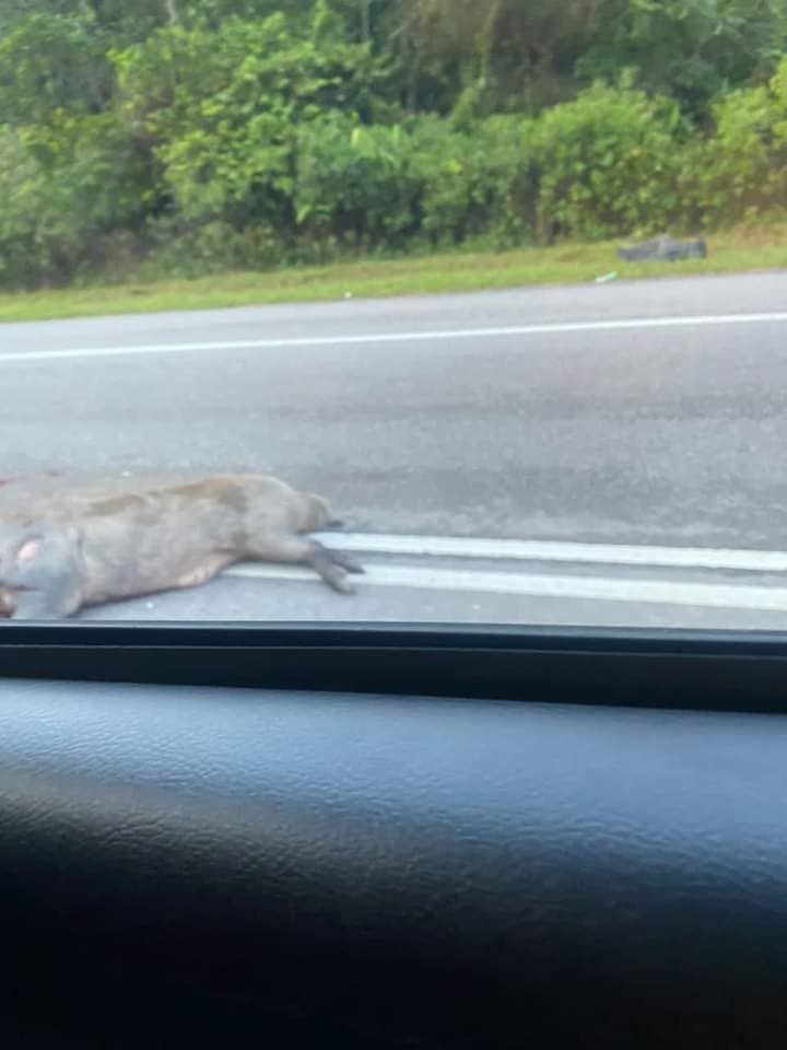 Dead pig on road