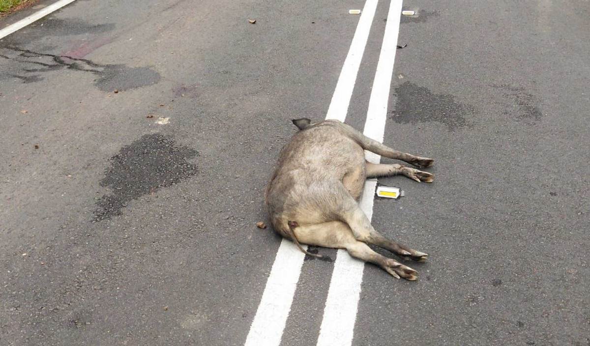 Dead wild boar on road