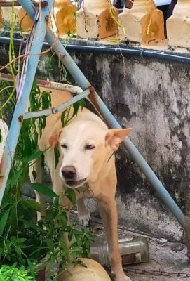 85yo m'sian man dies while trying to prevent dog from being captured by city council officials