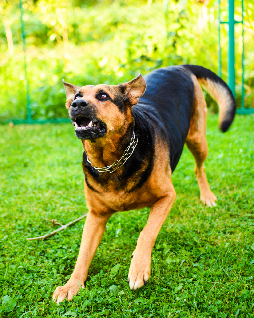 dog attack