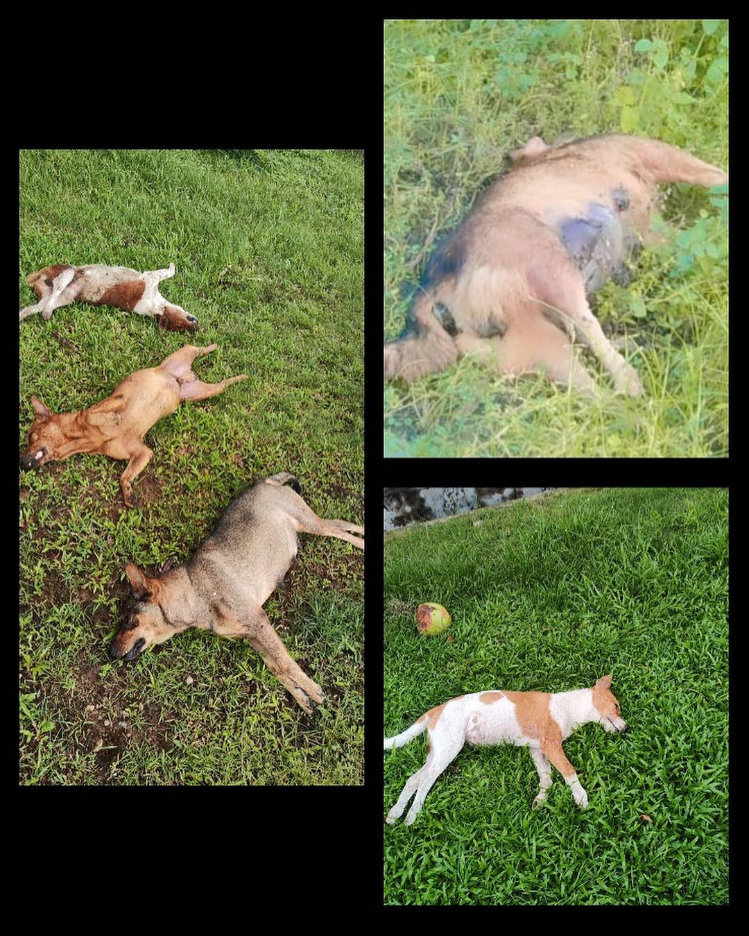 M’sian pest management company accused of killing stray dogs & disposing them in johor | weirdkaya