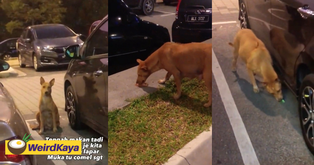 M'sian woman feeds hungry stray dog in sentul, gets praised for her kindness | weirdkaya