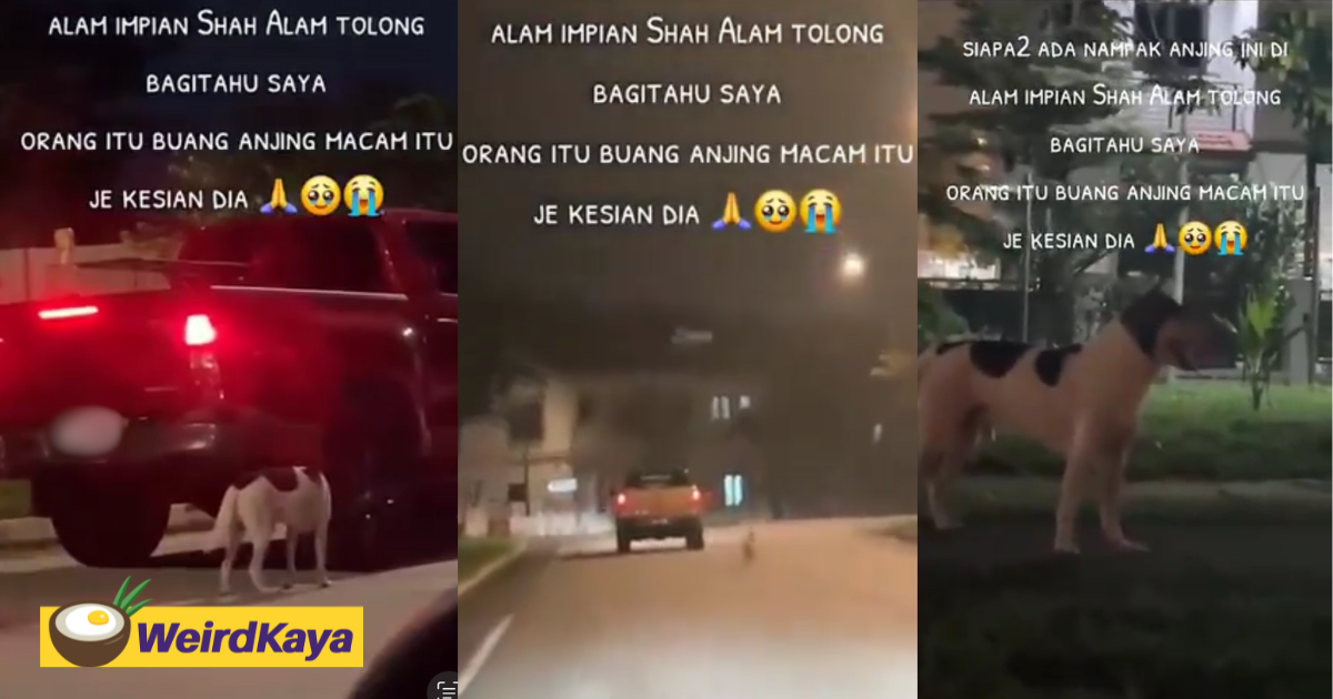 Dog desperately chases after owner's car after being abandoned at shah alam | weirdkaya