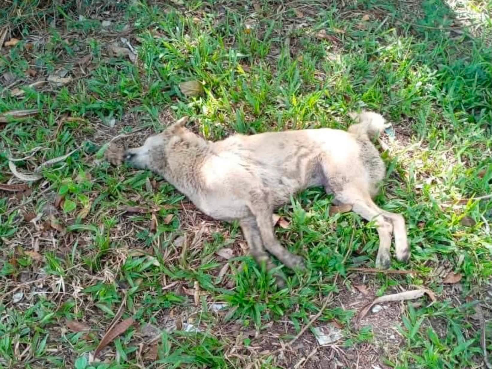dog died on the field