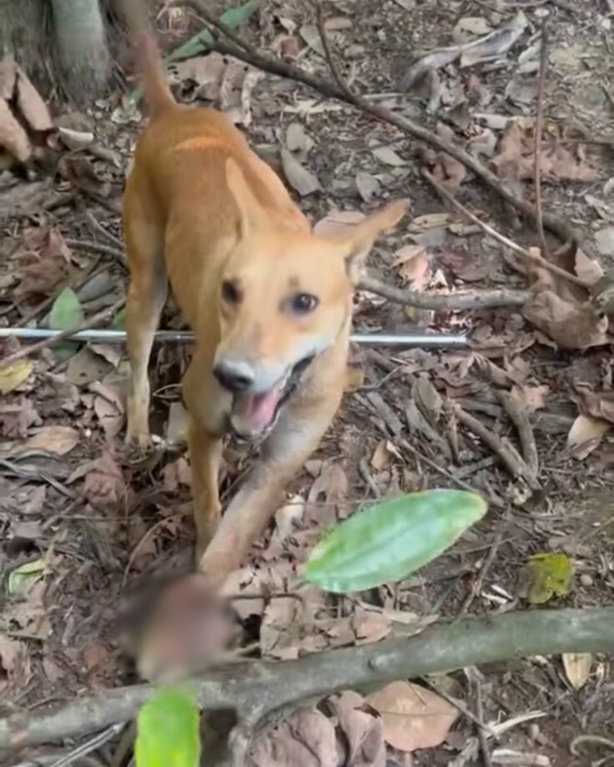 dog in the forest