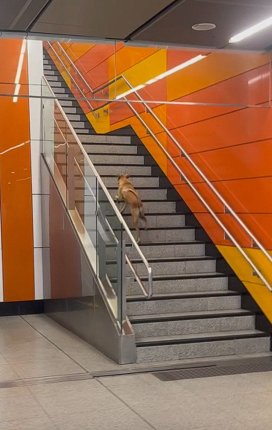 Dog in train station (1)