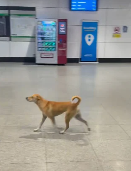 Dog in train station (3)