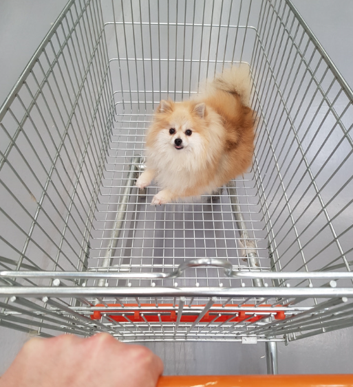 dog inside trolley