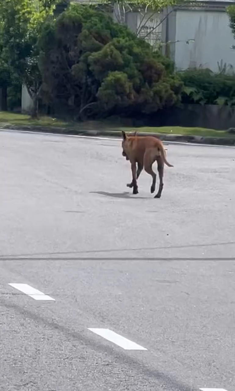 dog on the road