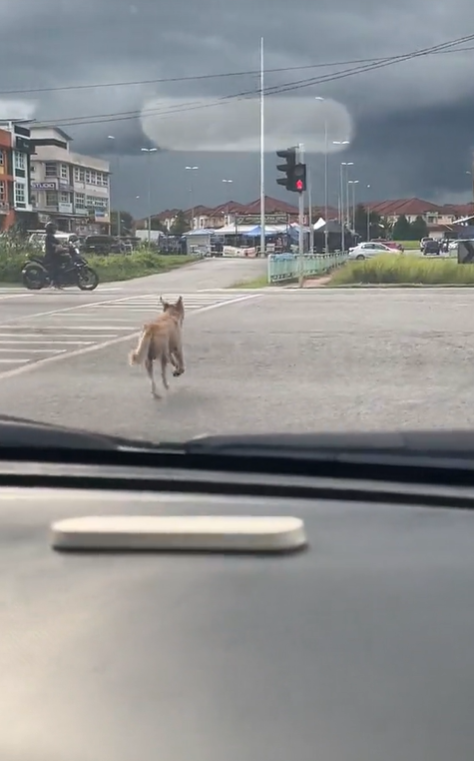 Stray dog crosses the road