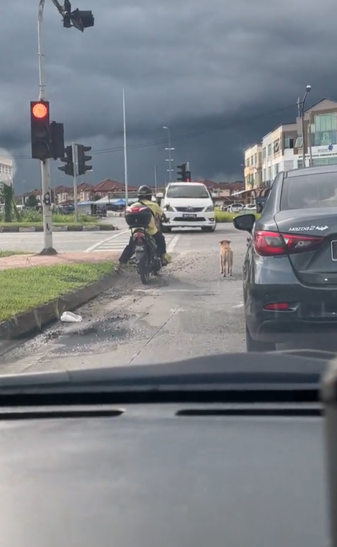 Stray dog waiting for traffic light to turn green