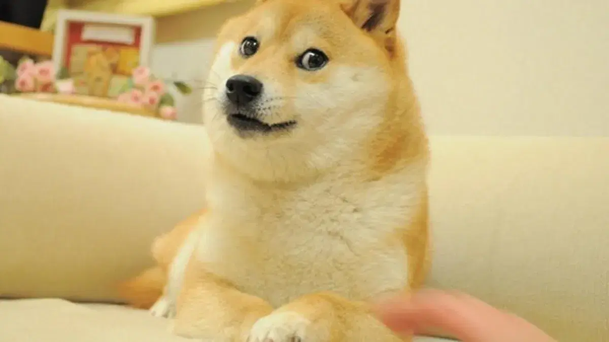 The shiba inu as the face of viral 'doge' meme is in critical situation  | weirdkaya