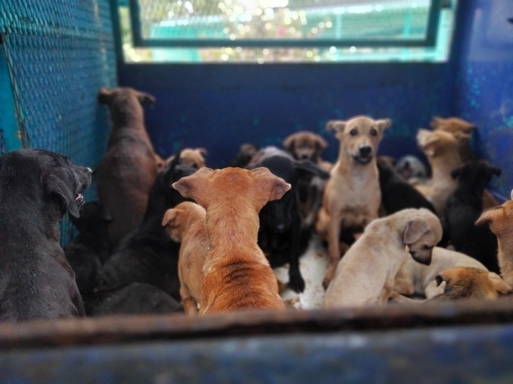 Dogs at SPCA Seberang Perai