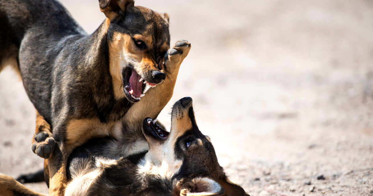 dogs fighting