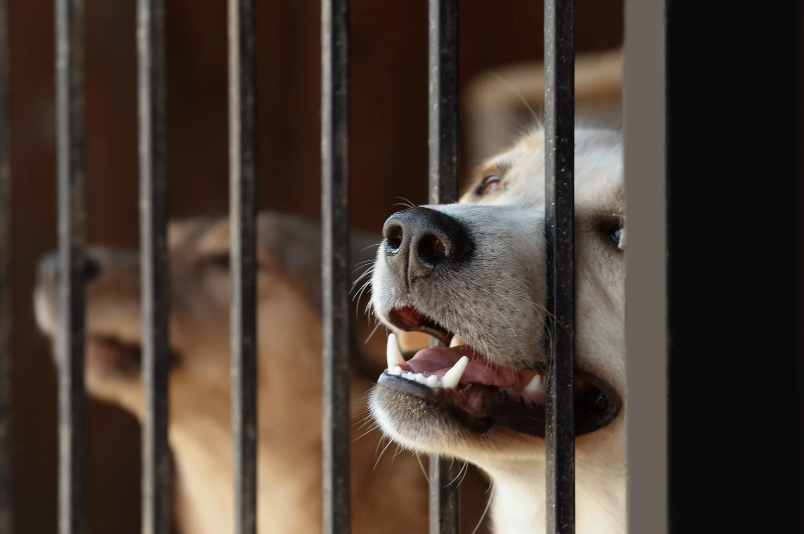 Dogs inside a cage