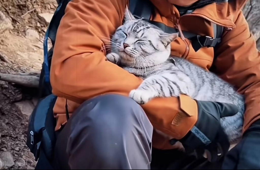 Dou dou the mountain cat